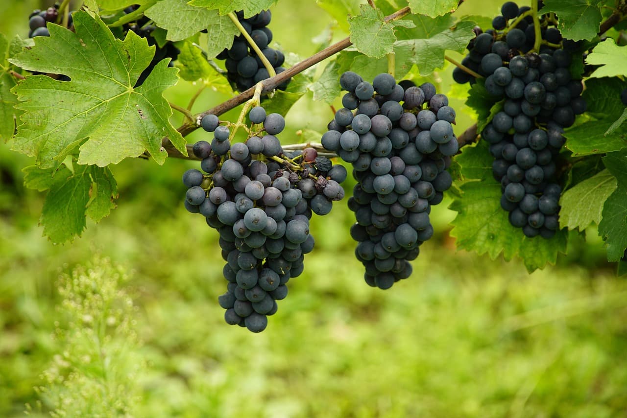 Nebbiolo: il re delle uve piemontesi e il cuore pulsante di Gattinara
