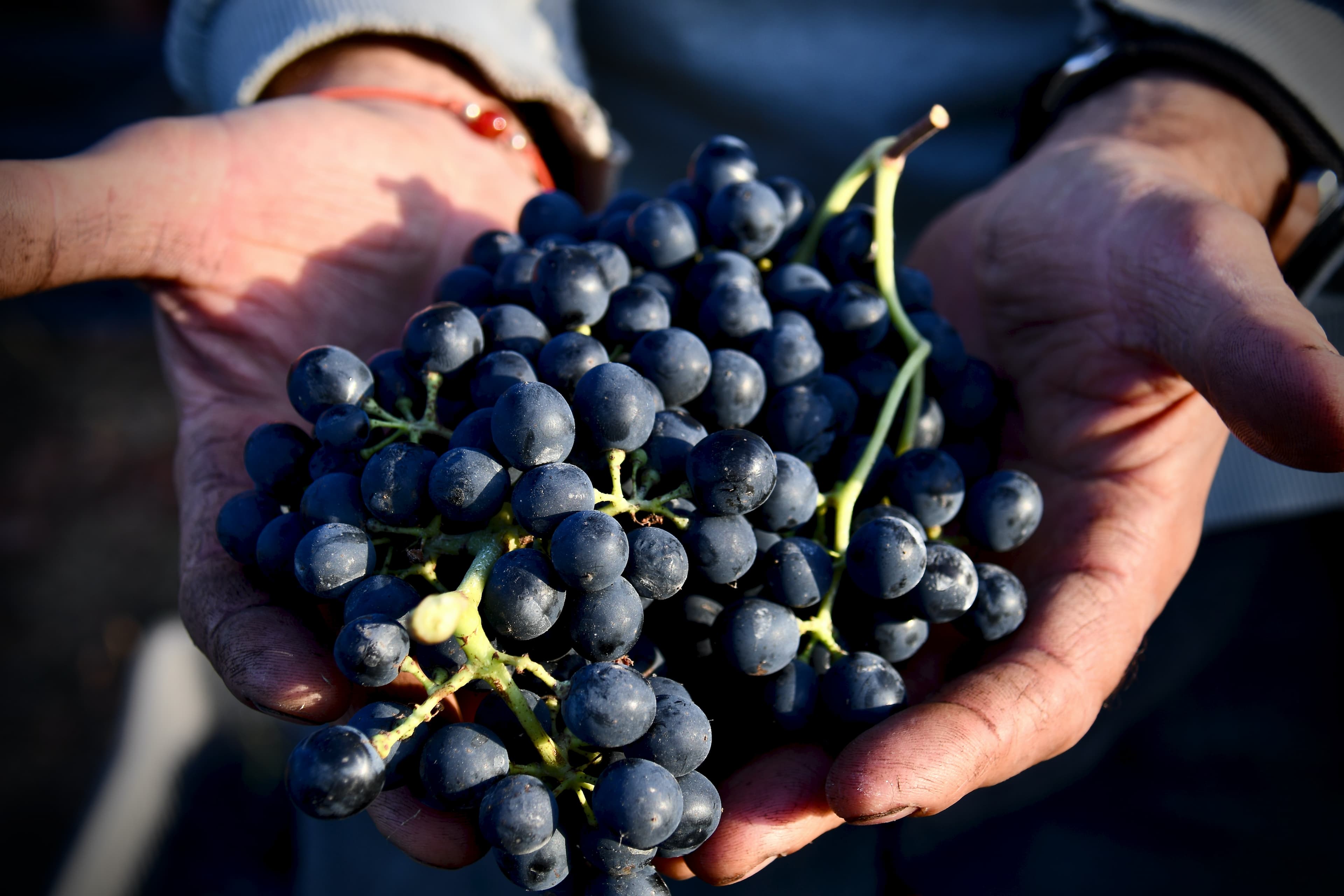 La vendemmia: il cuore pulsante della viticoltura italiana