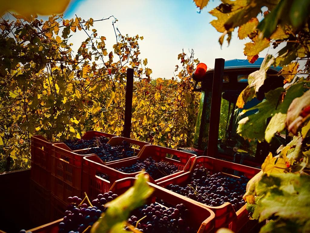 Vendemmia, un ottimo anno per Gattinara